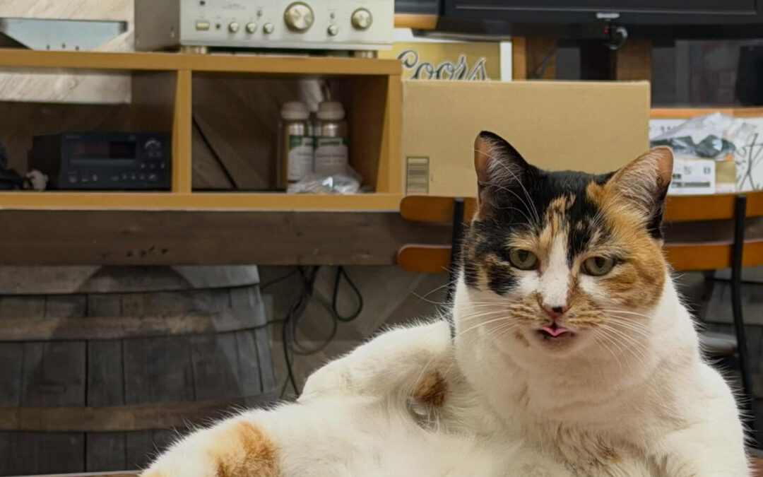 カーコンビニ倶楽部西大寺駅前店をご利用いただき、誠にありがと